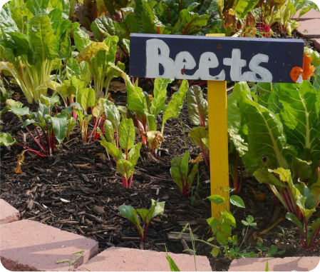 beets in a garden